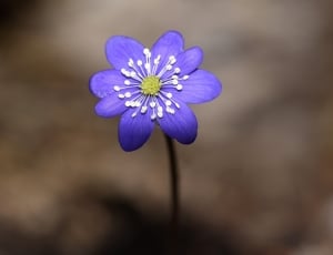 selective photograph of purple petaled flower thumbnail