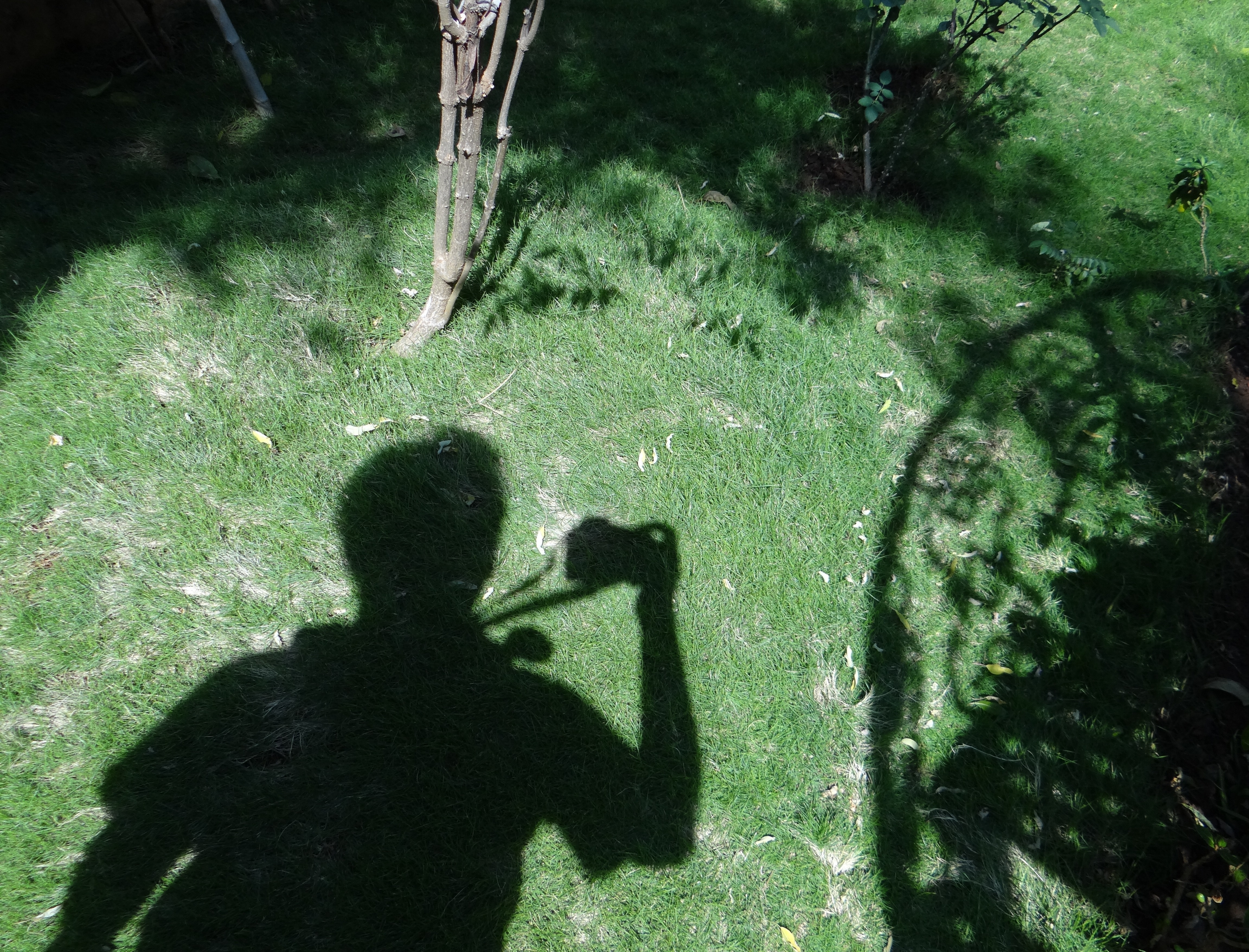 Human, Shadows, Photographer, Lawns, photographing, photography themes