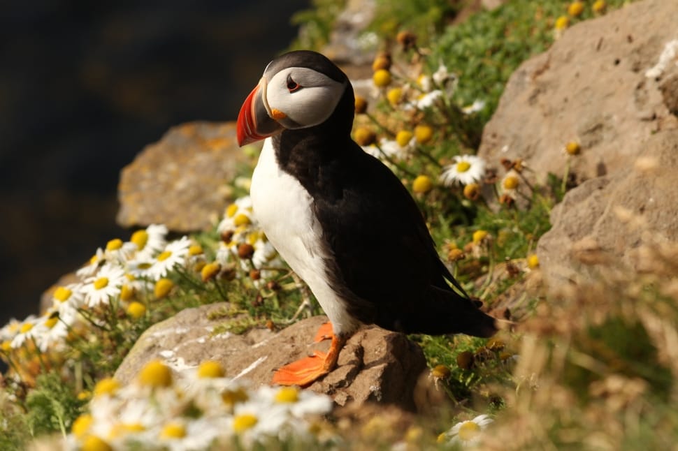 atlantic puffin preview