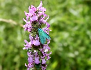 blue forester moth thumbnail