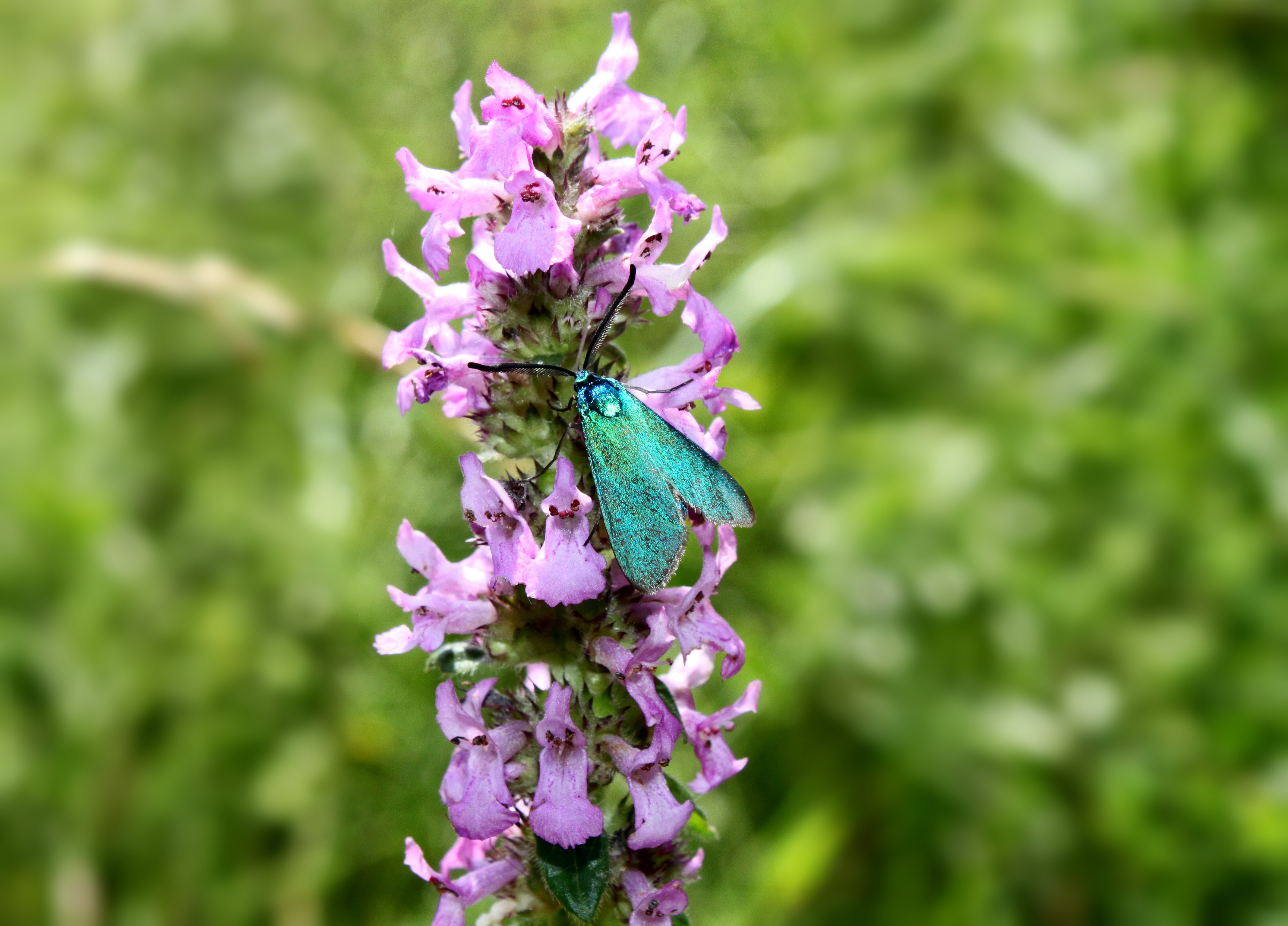 blue forester moth