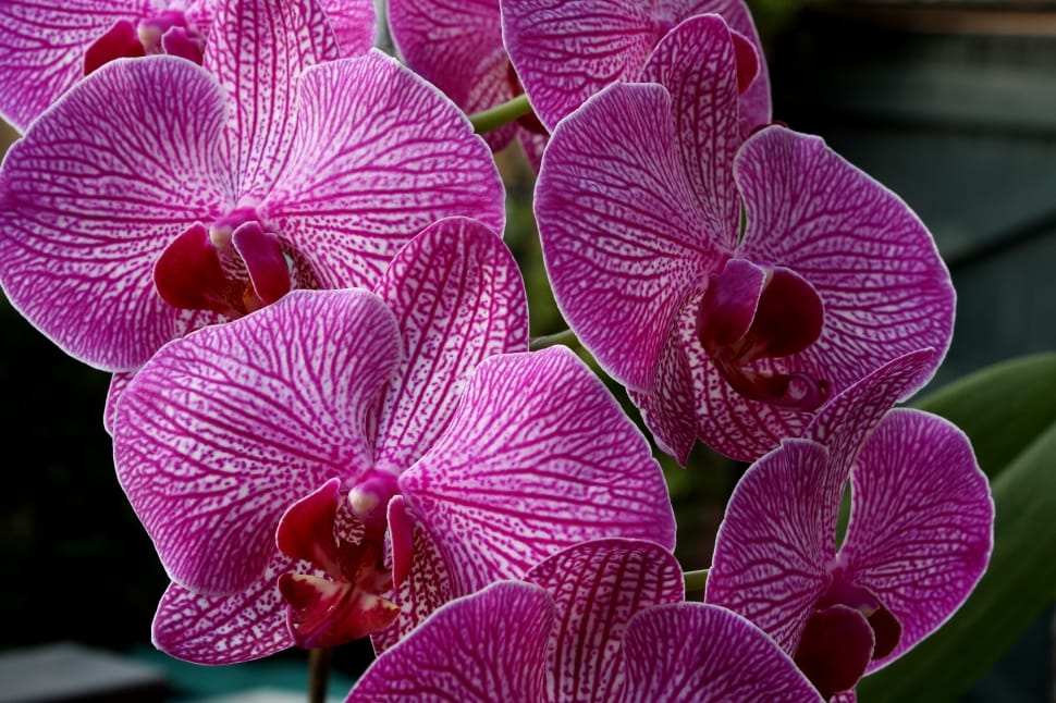purple 5 petaled orchid preview