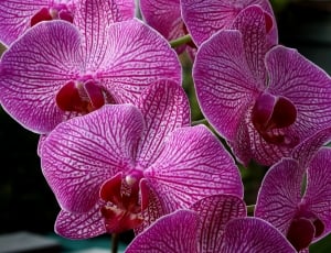 purple 5 petaled orchid thumbnail