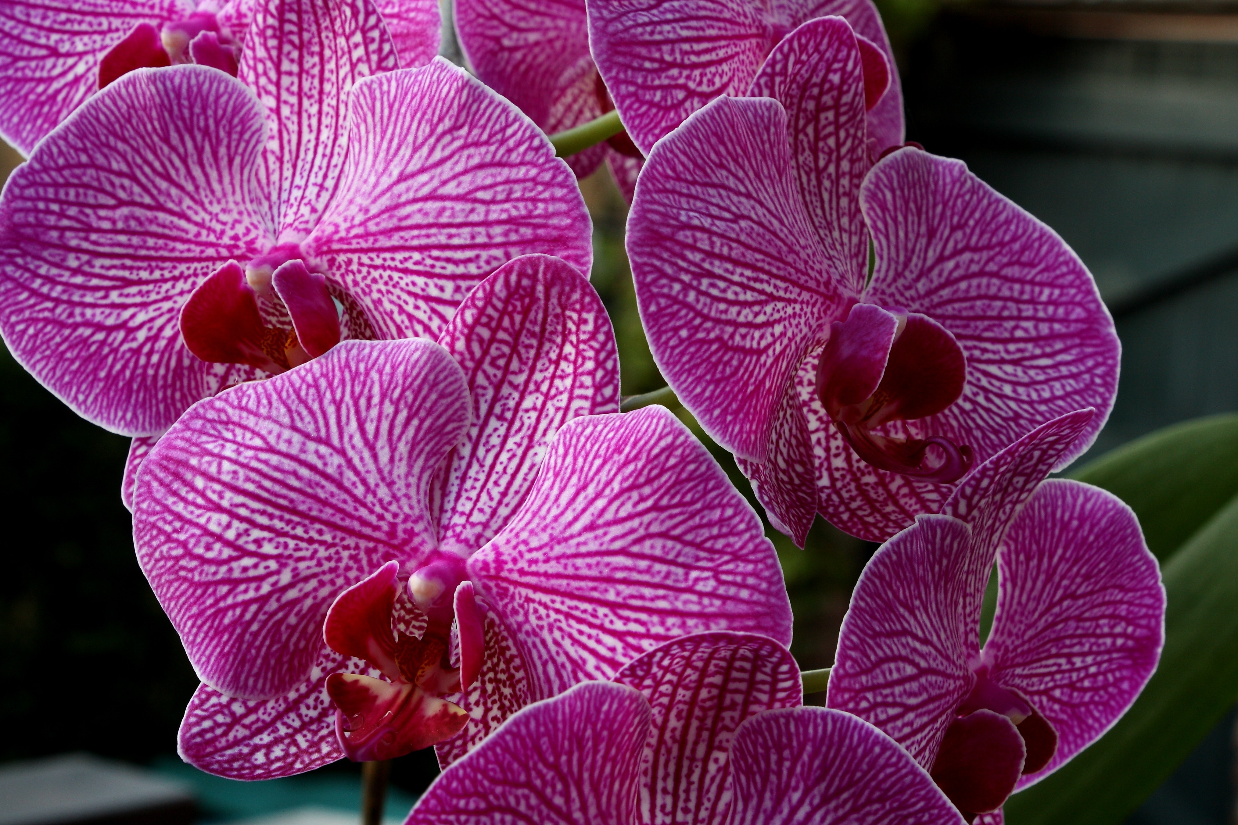 purple 5 petaled orchid