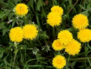 Yellow, Flower, Plants, Dandelion, flower, yellow thumbnail