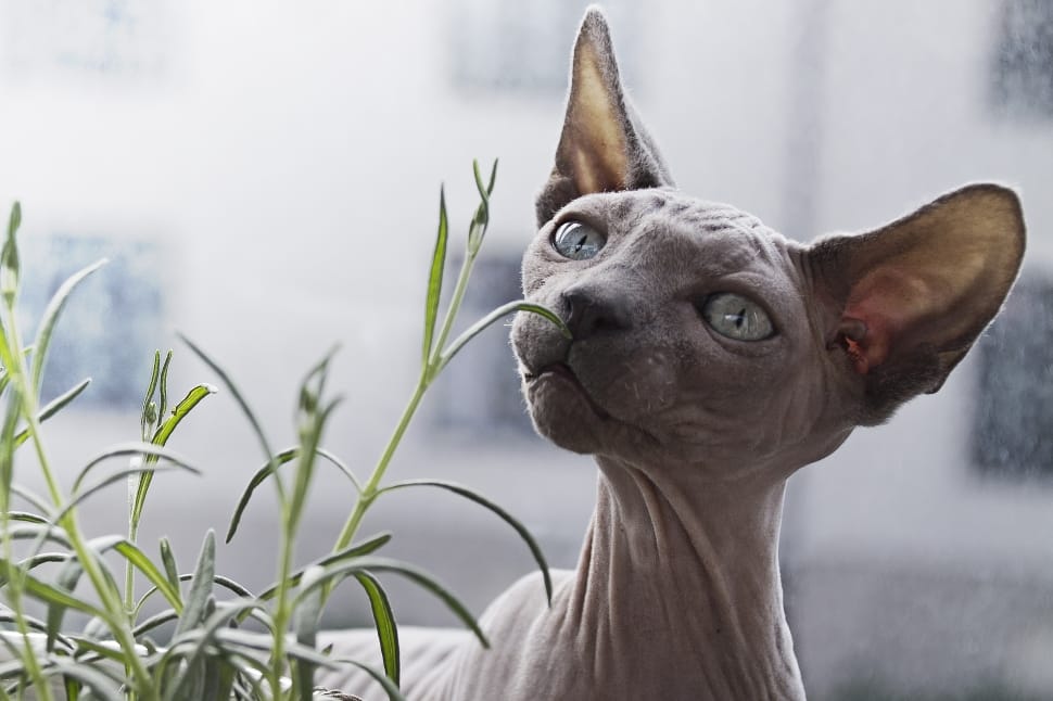 brown hairless cat preview