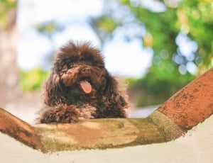 brown long coated puppy thumbnail
