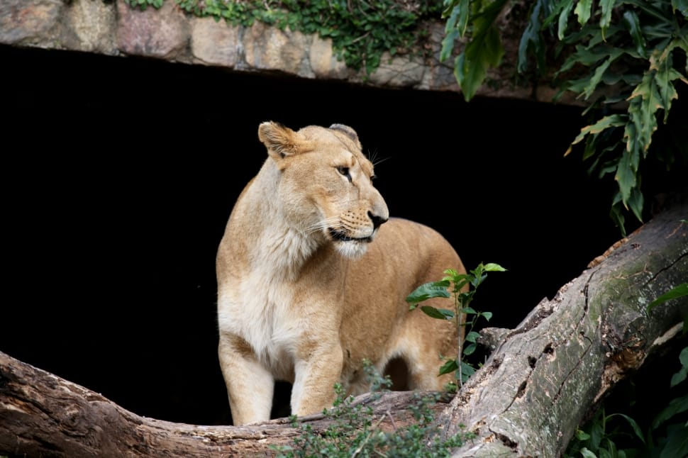 Animal, Leone, Brave, Female, Carnivore, animals in the wild, animal wildlife preview
