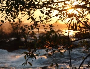 green leaves in tree during sunset thumbnail