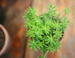 shallow focus of green potted plants thumbnail