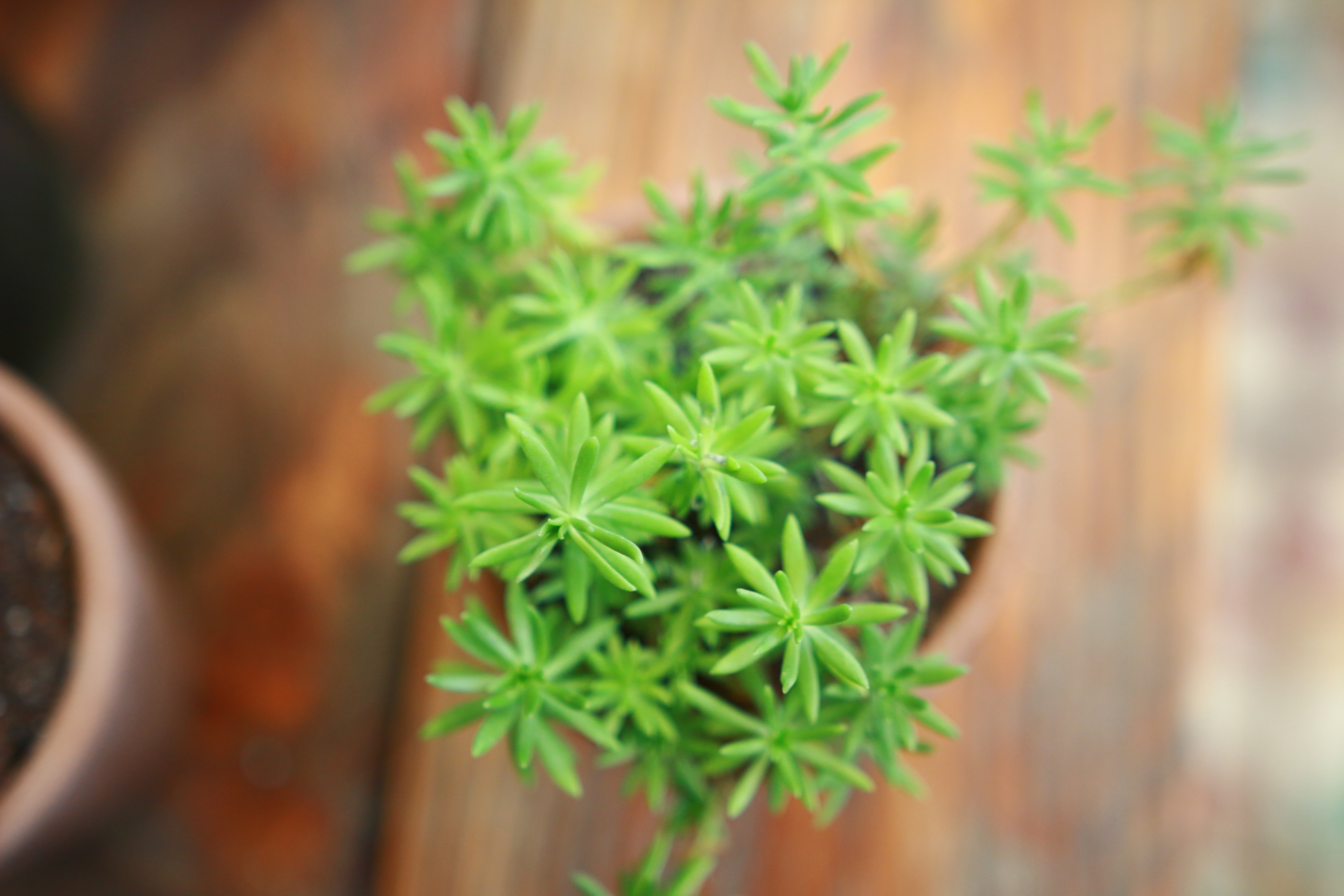 shallow focus of green potted plants