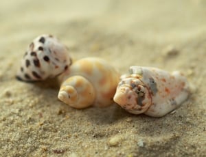 3 seashells thumbnail
