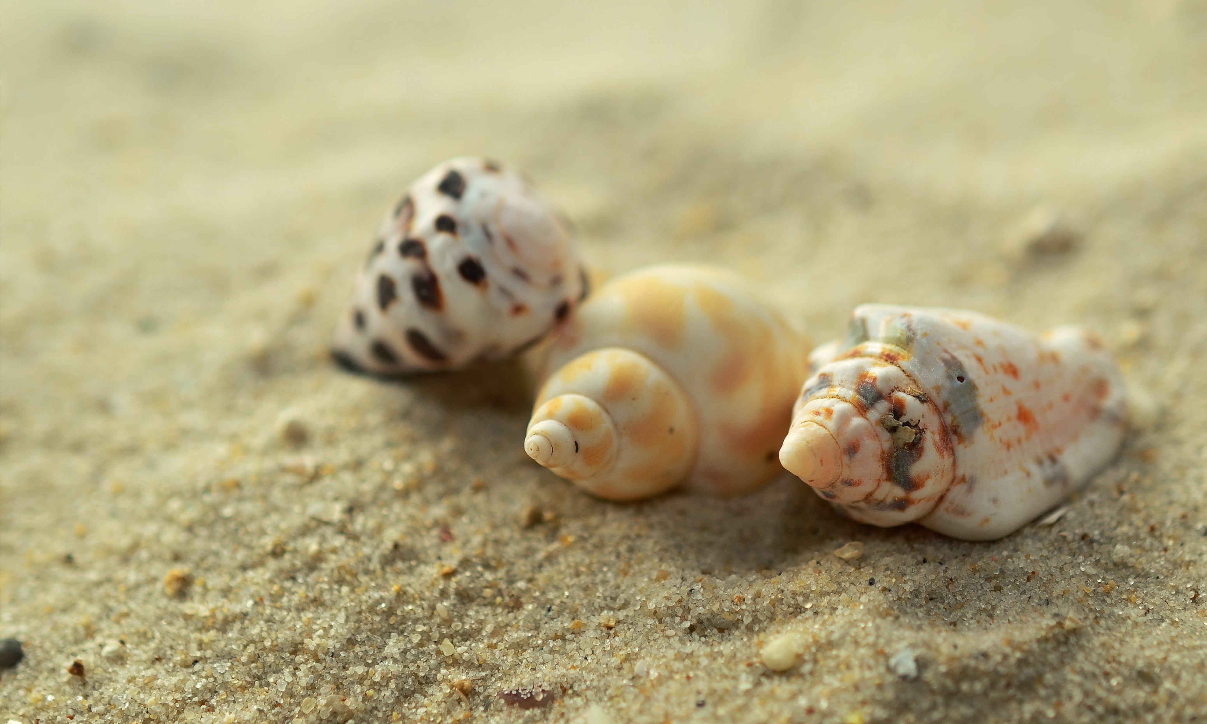 3 seashells