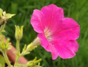 Garden, Plant, Blossom, Natural, Floral, flower, pink color thumbnail