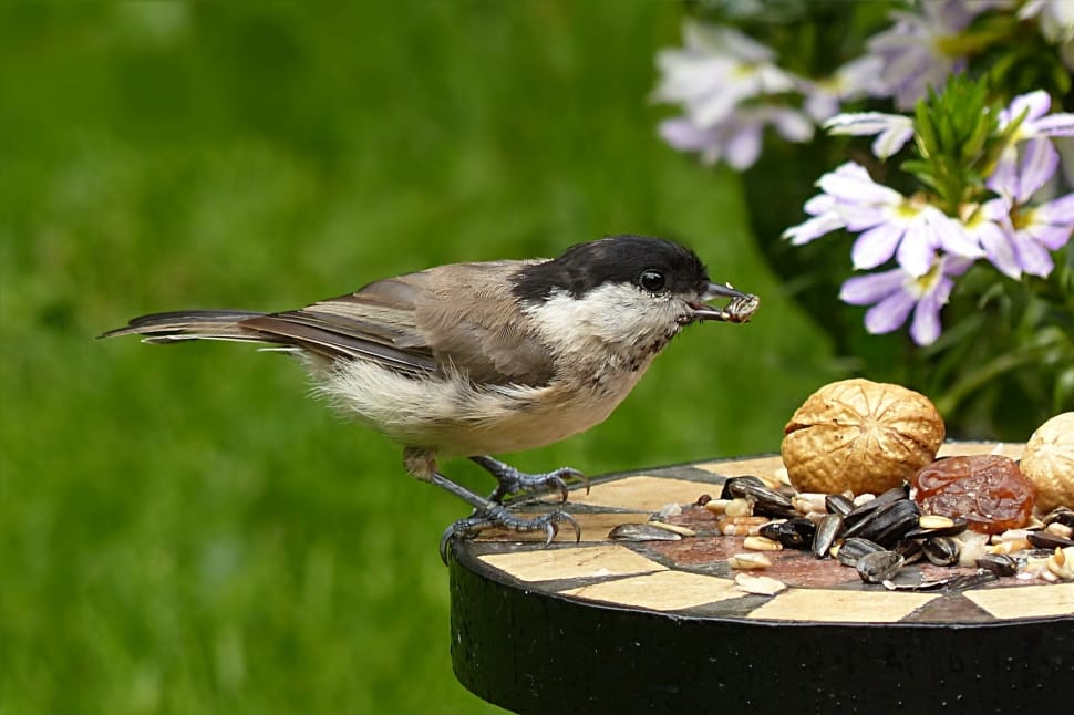 Periparus Ater, Coal Tit, Young, Bird, bird, animal themes preview