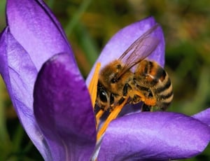 close up photography of a bee on a purple flower thumbnail