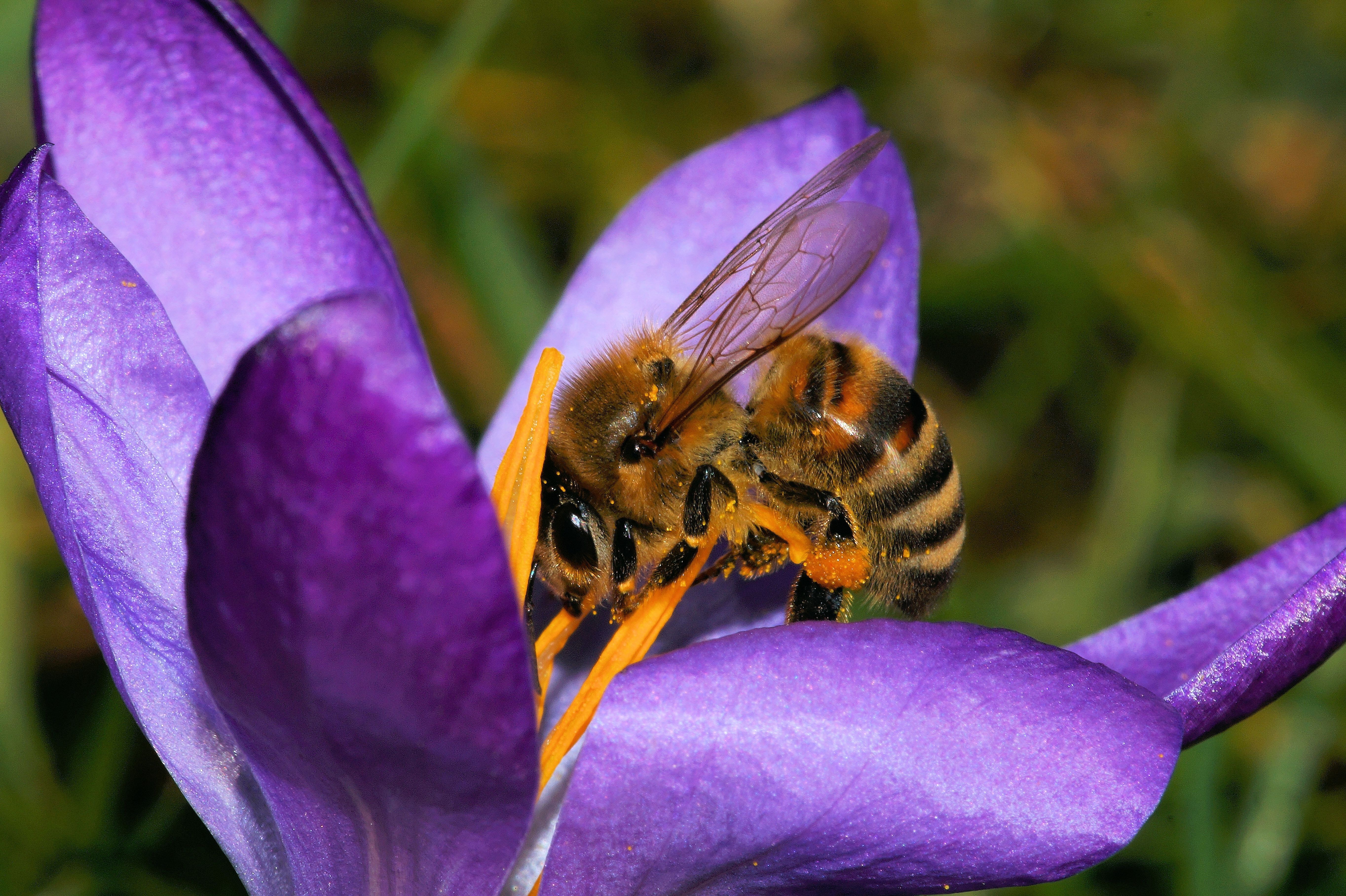 close up photography of a bee on a purple flower