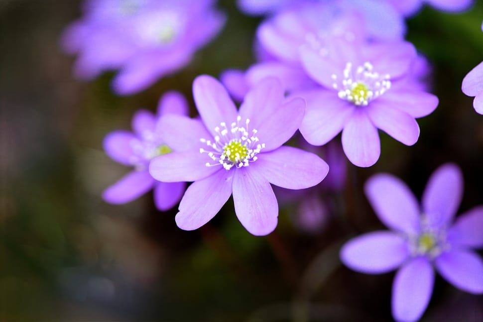 shallow focus photography of purple and white flower preview
