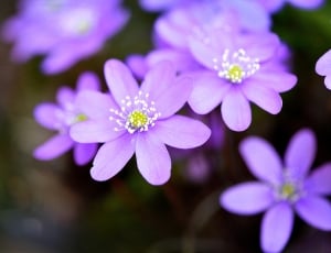 shallow focus photography of purple and white flower thumbnail