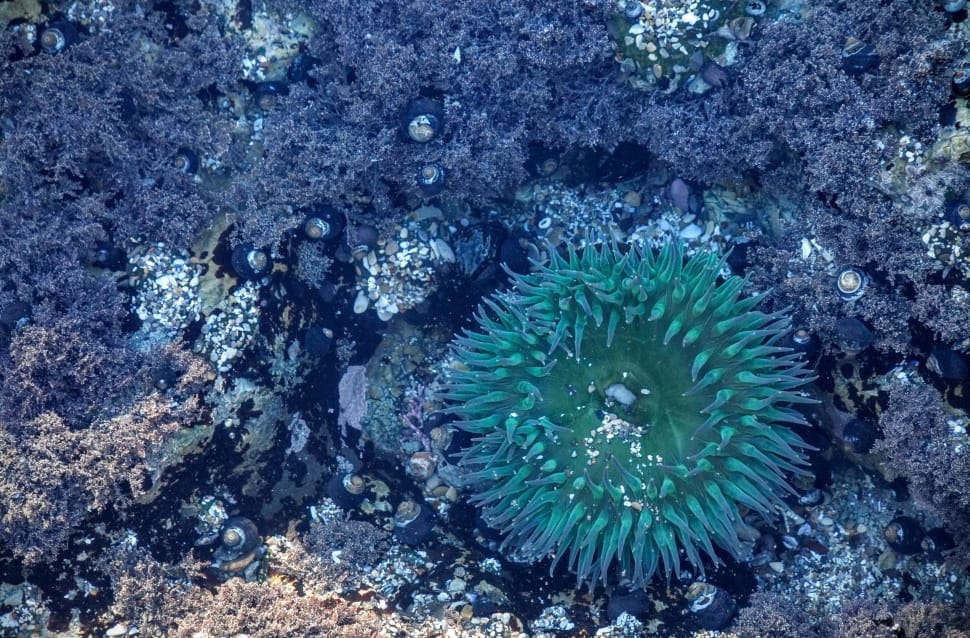 green round coral reef preview