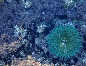 green round coral reef thumbnail