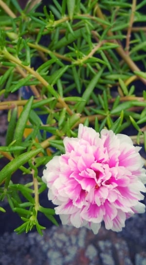 pink petal flower selective photography thumbnail