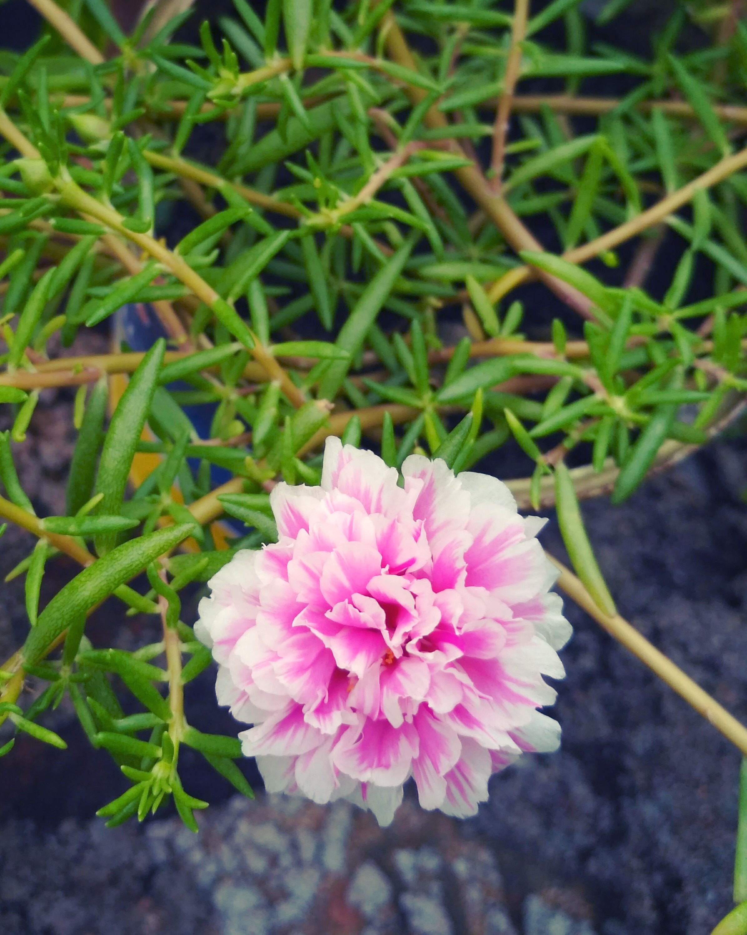 pink petal flower selective photography