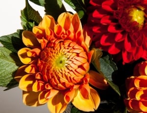 orange and red petal flower decor thumbnail