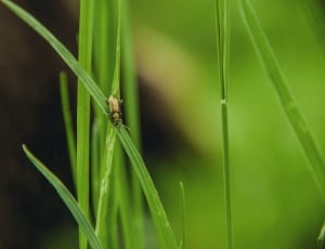 brown beetle on top of a green grass blade thumbnail