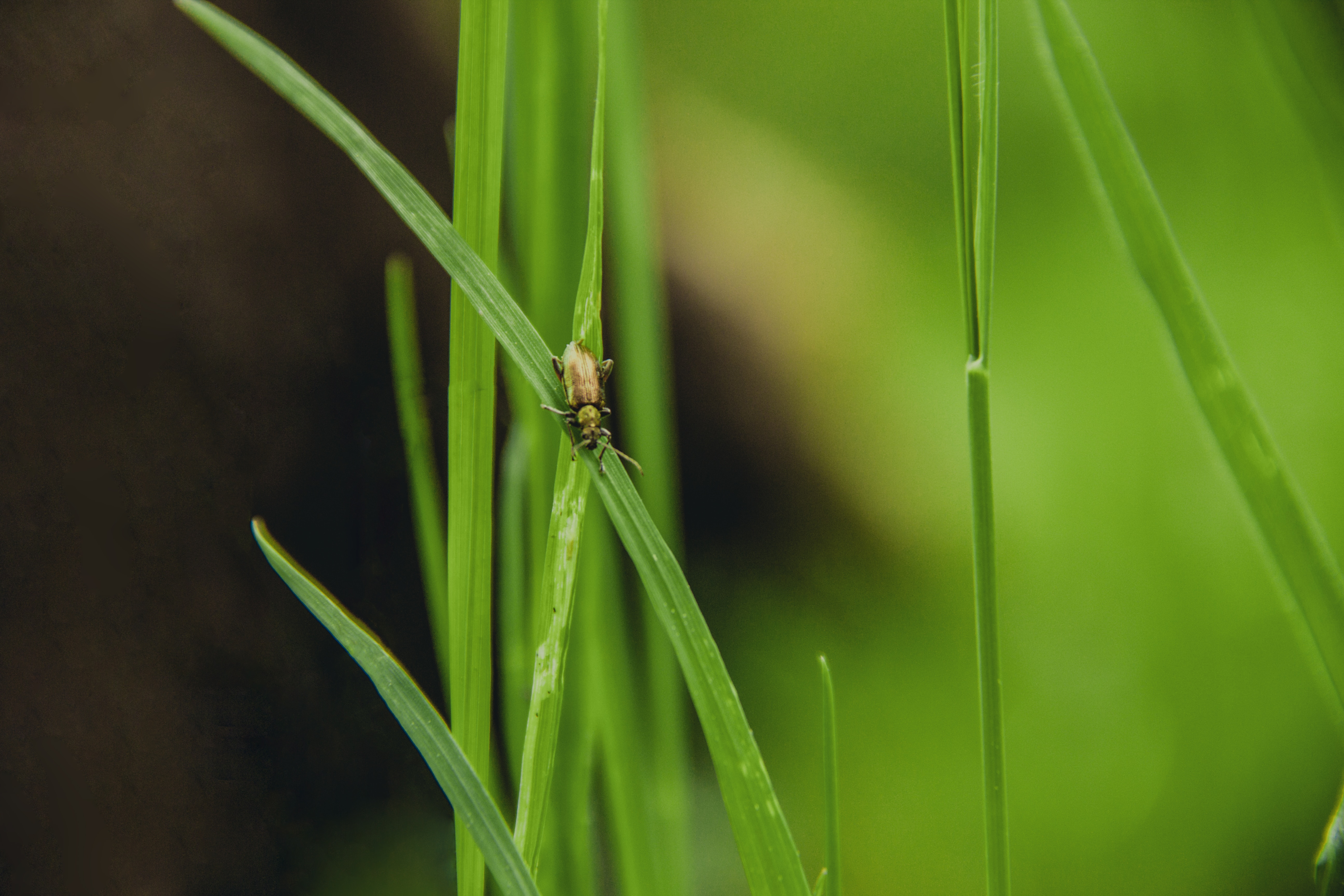brown beetle on top of a green grass blade