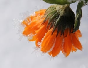 orange daisy thumbnail
