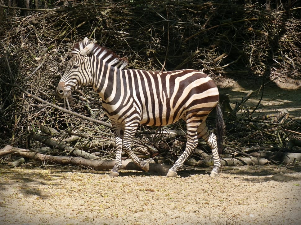 black and white zebra animal preview