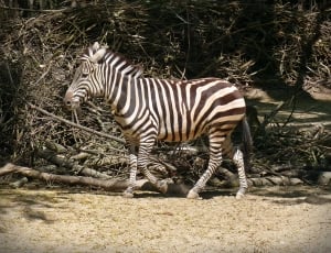 black and white zebra animal thumbnail