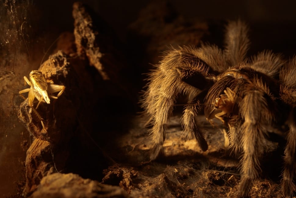 close up photo of brown tarantula preview