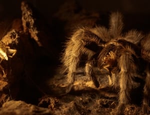 close up photo of brown tarantula thumbnail