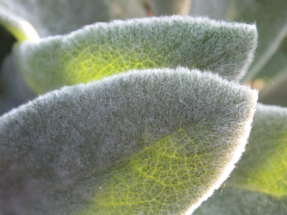 close up photo of green leafed plant preview