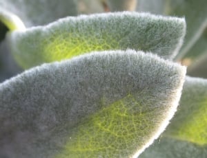 close up photo of green leafed plant thumbnail