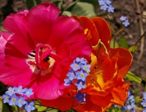pink and orange flowers thumbnail
