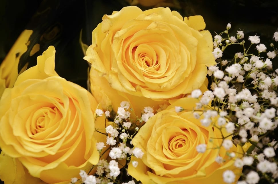 three yellow roses preview