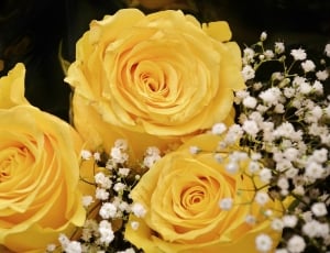 three yellow roses thumbnail