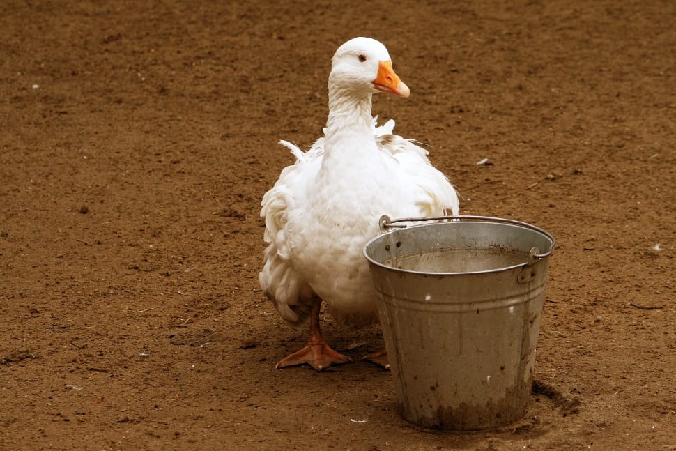 white duck near gray aluminum bucket preview