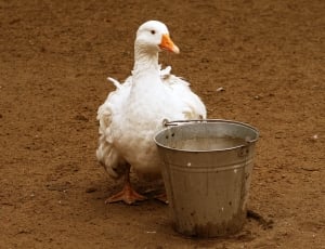 white duck near gray aluminum bucket thumbnail