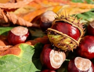 red and brown round fruit thumbnail