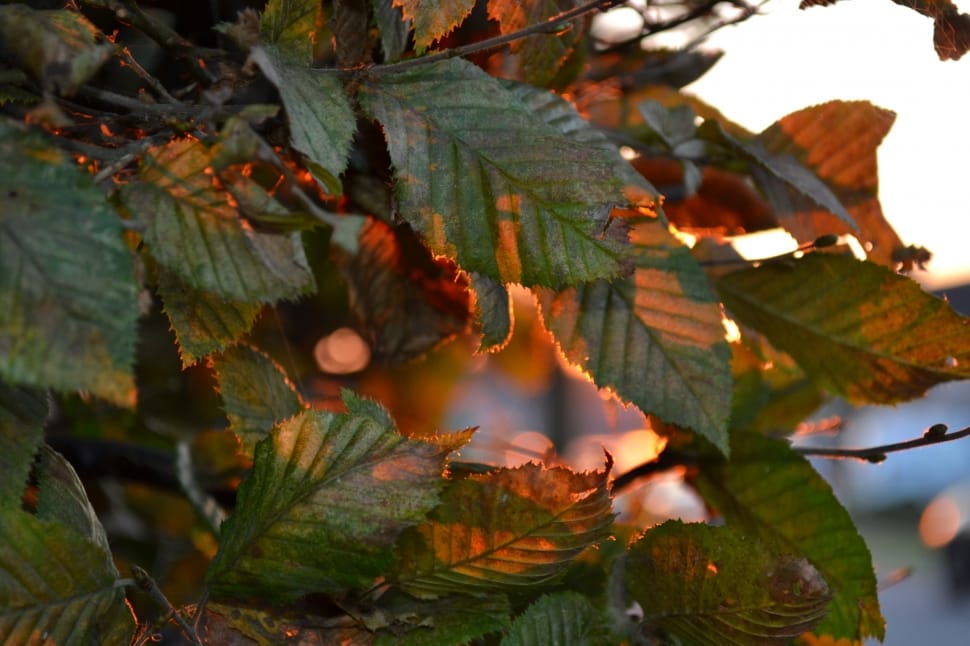 Tree, Nature, Autumn, Green, Leaves, Sun, leaf, outdoors preview