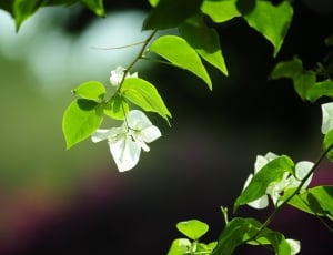 green leaf and white petaled flower plant thumbnail
