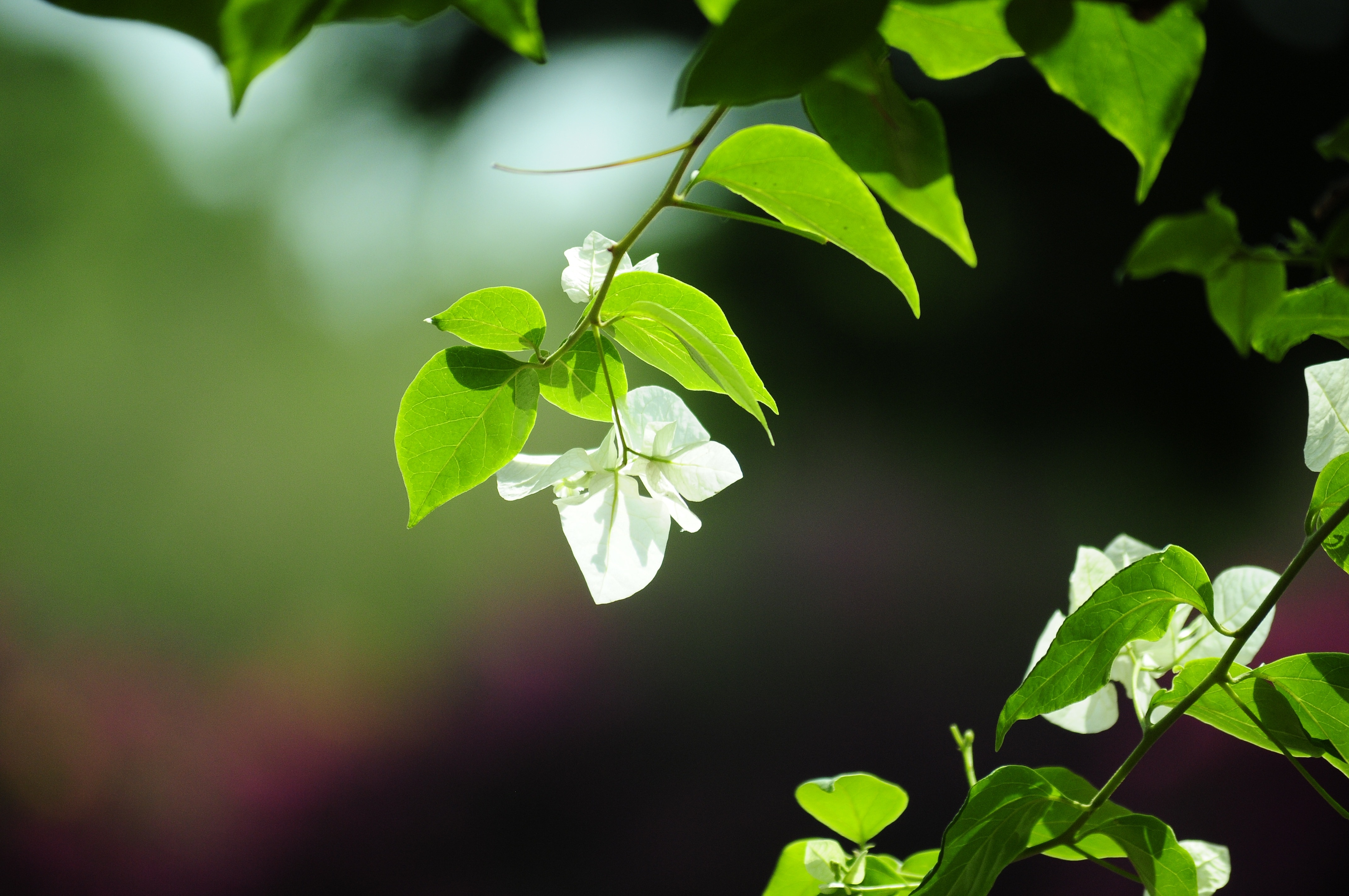 green leaf and white petaled flower plant