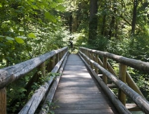 architectural photo of wooden bridge in the woods thumbnail