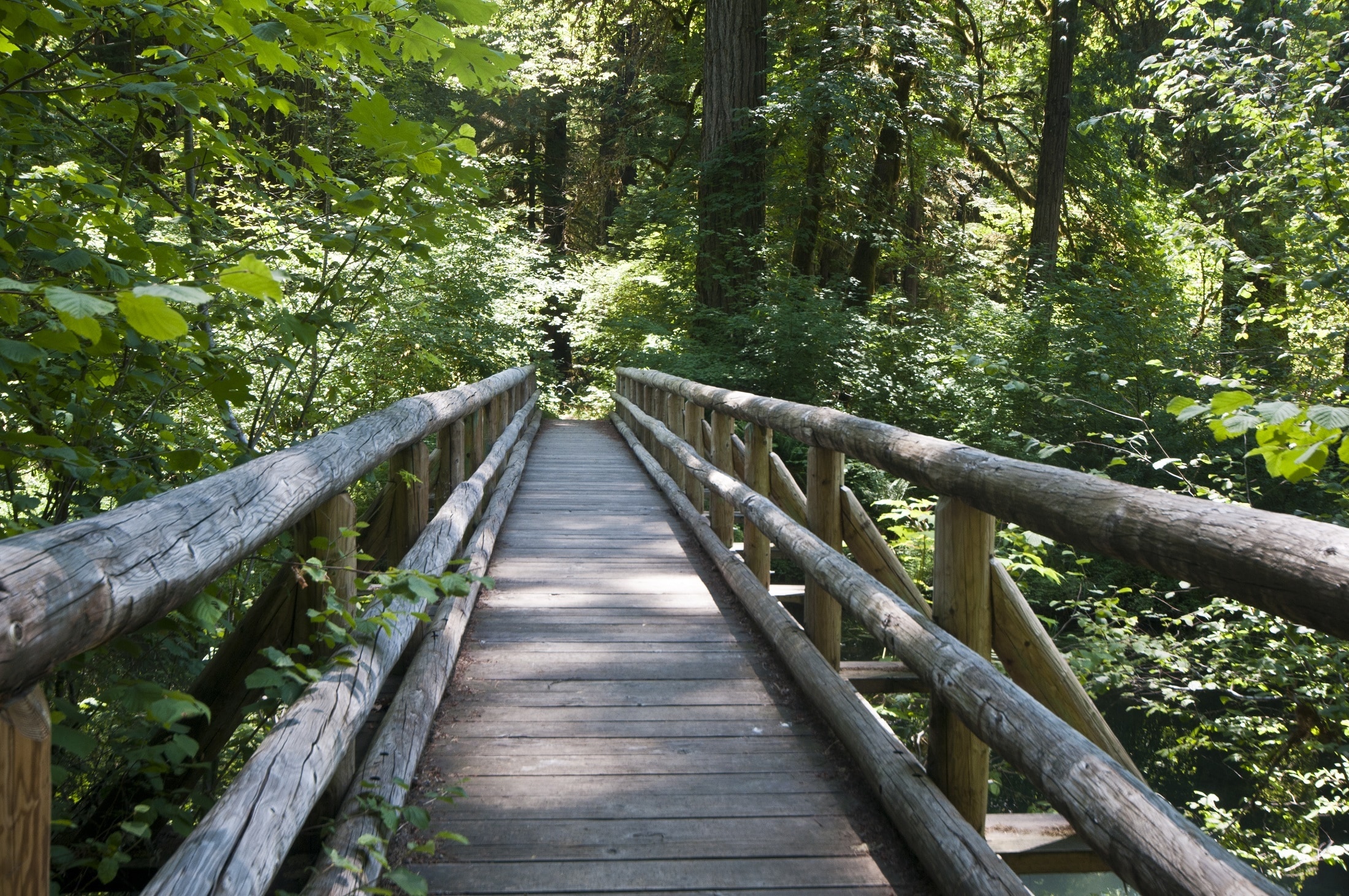 architectural photo of wooden bridge in the woods