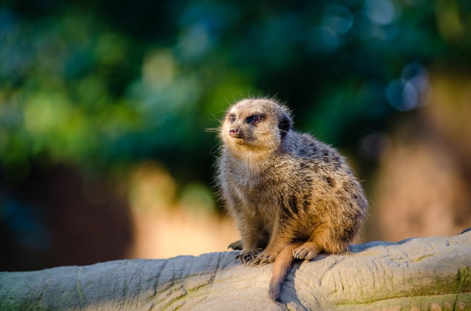 gray meerkat during daytime preview