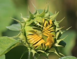 green sunflower thumbnail